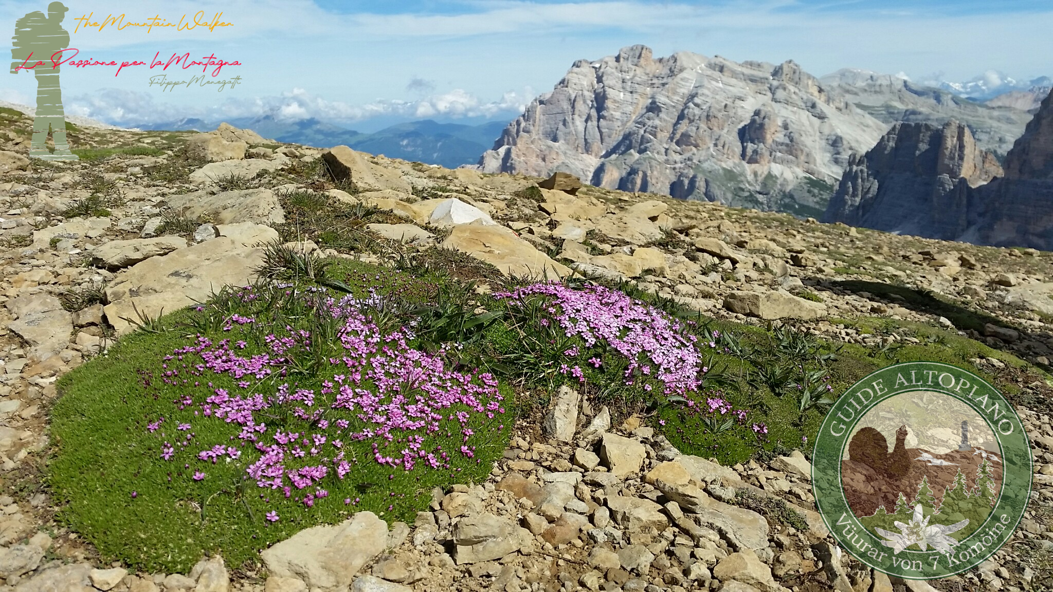 fioriture sul Lagazuoi Piccolo. UNESCO