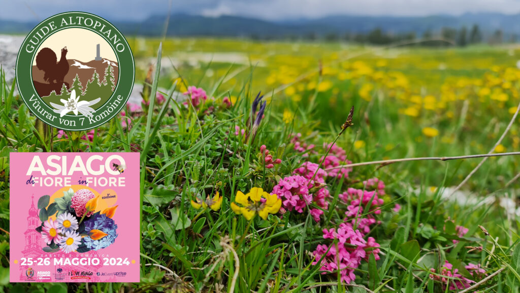 Asiago di fiore in fiore