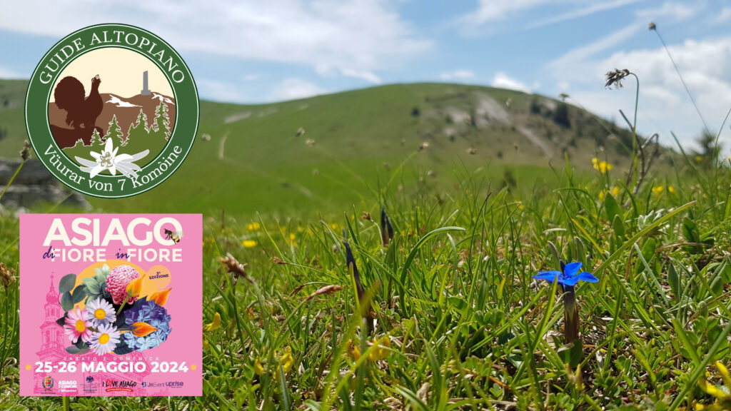 di fiore in fiore Asiago. Monte Fior